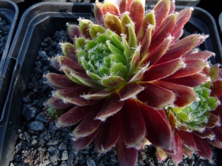 Pacific Tart
