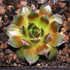Pallas