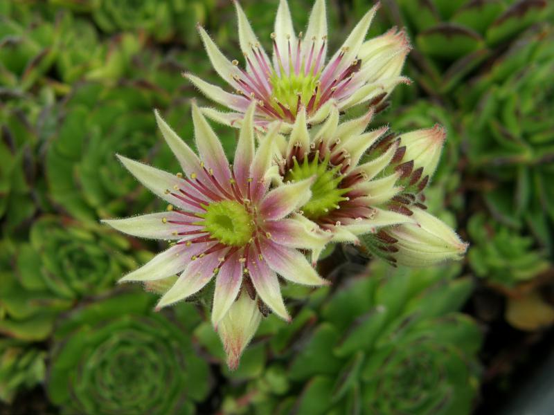 Green Fellow