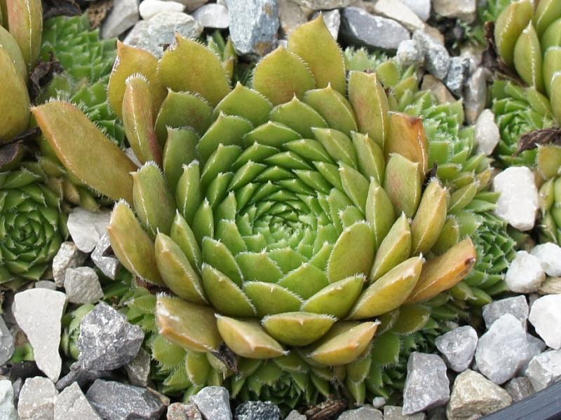 Talula