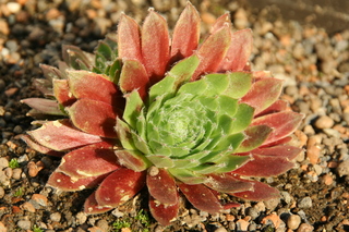 Pacific Tart