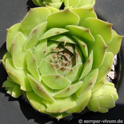 Speranza