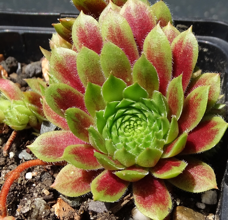 Talula