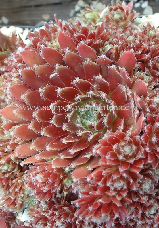 Pacific Tart