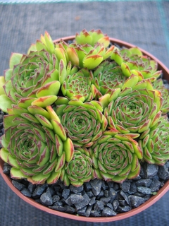 Green Fellow