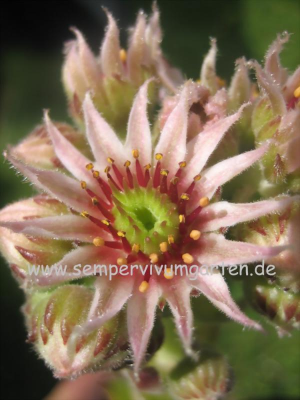 Speranza
