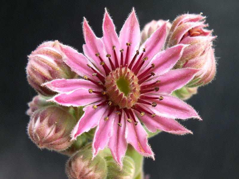 Pacific Spring Frost