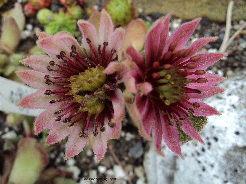 Pacific Spring Frost