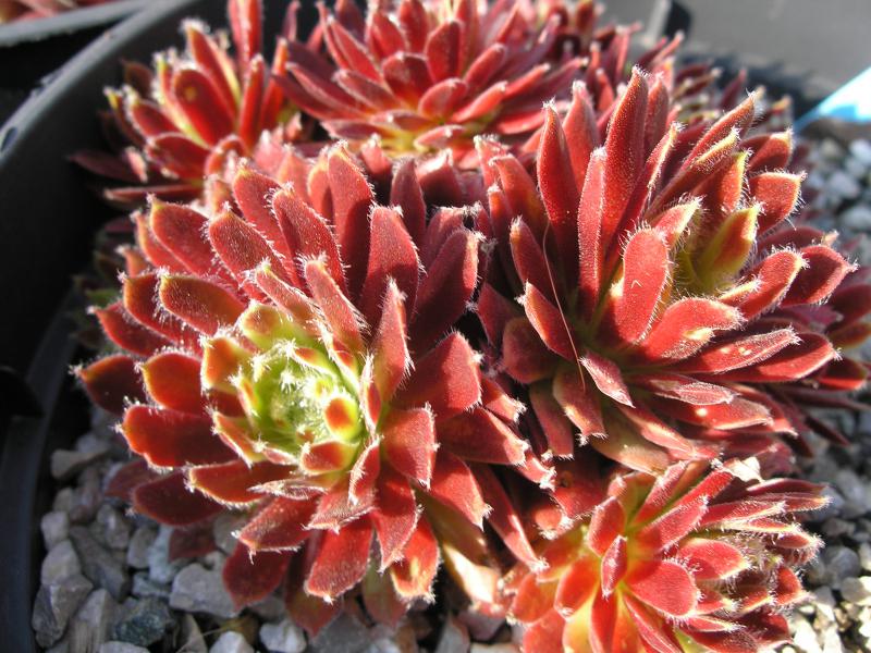 Pacific Tart