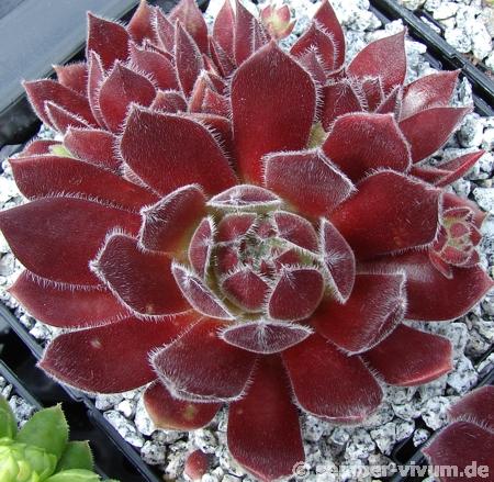 Pacific Spring Frost
