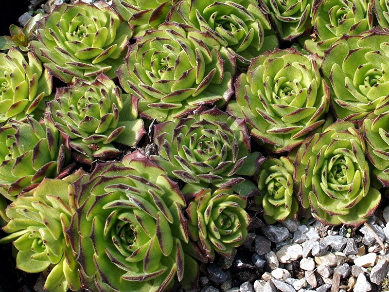 Green Fellow
