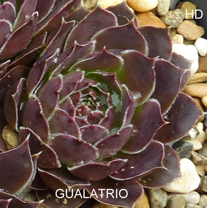 Gualatrio / Jovi