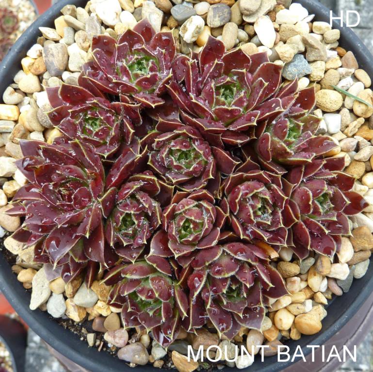 Mount Batian / Jovi