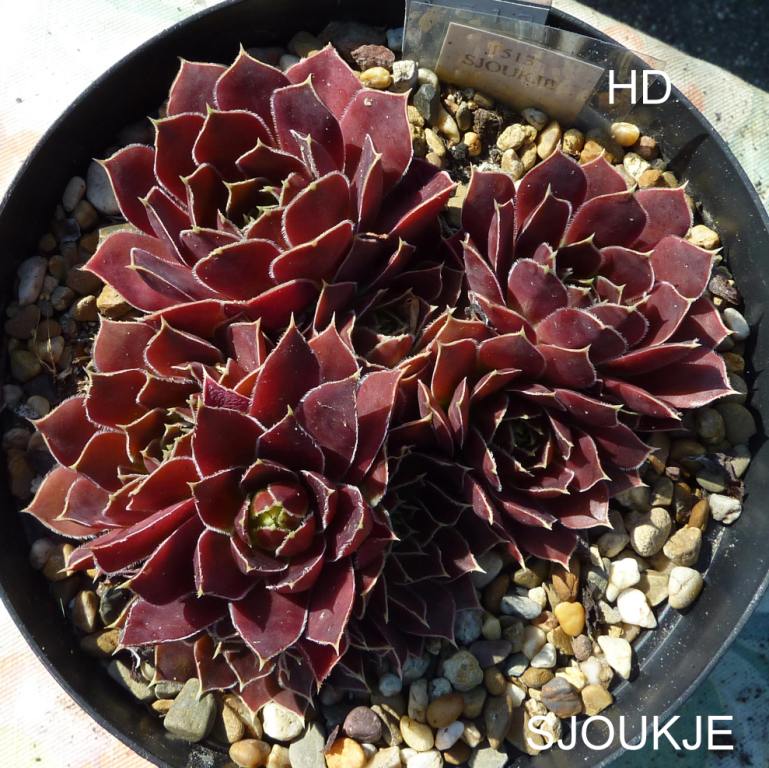 Sjoukje / Jovi