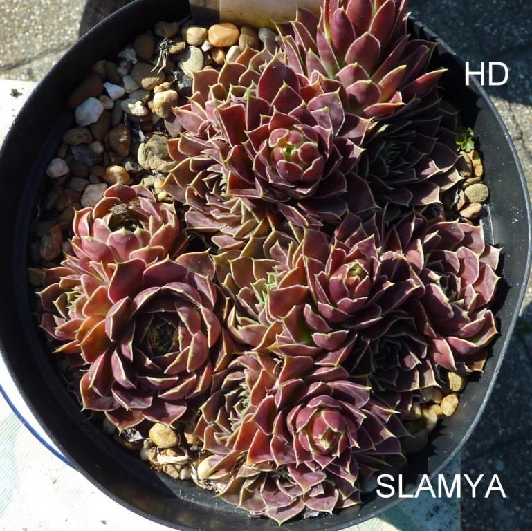 Slamya / Jovi