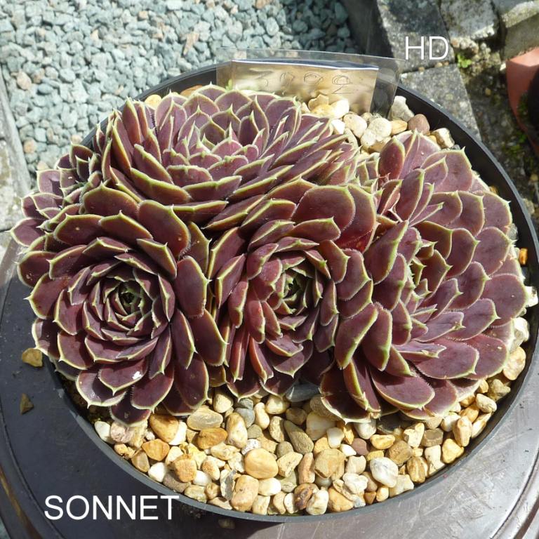 Sonnet / Jovi