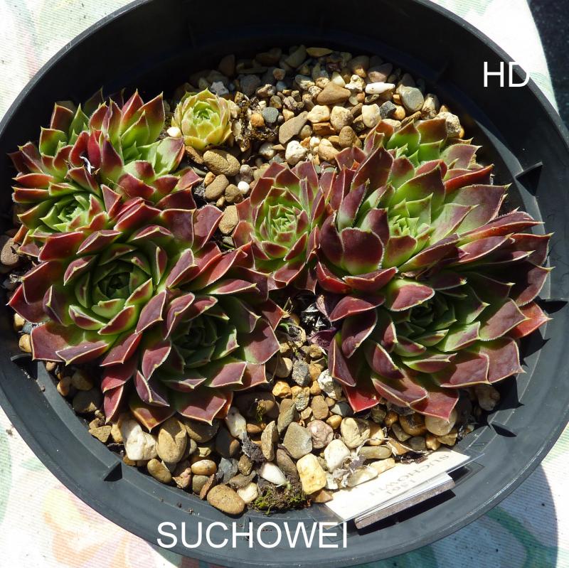 Suchowei / Jovi