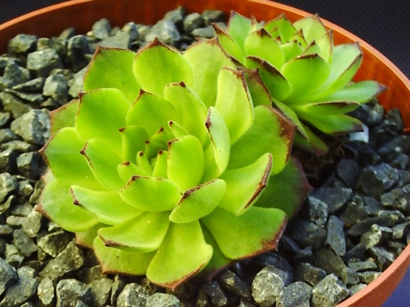 Green Fellow