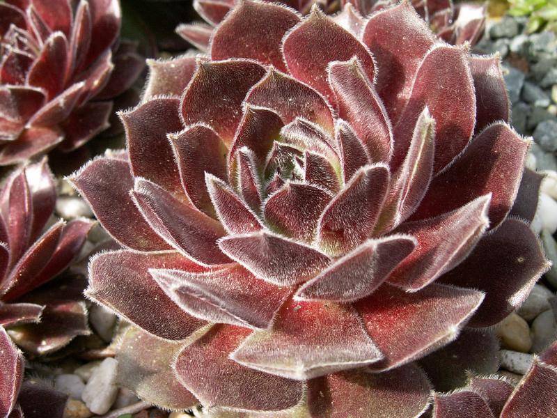 Pacific Spring Frost