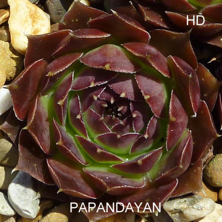Papandayan / Jovi