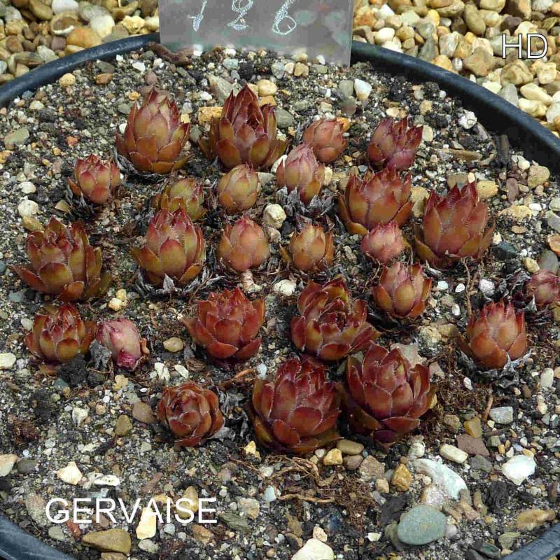 Gervaise