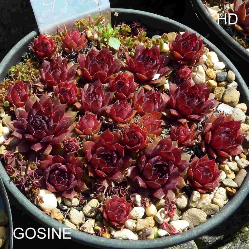 Gosine