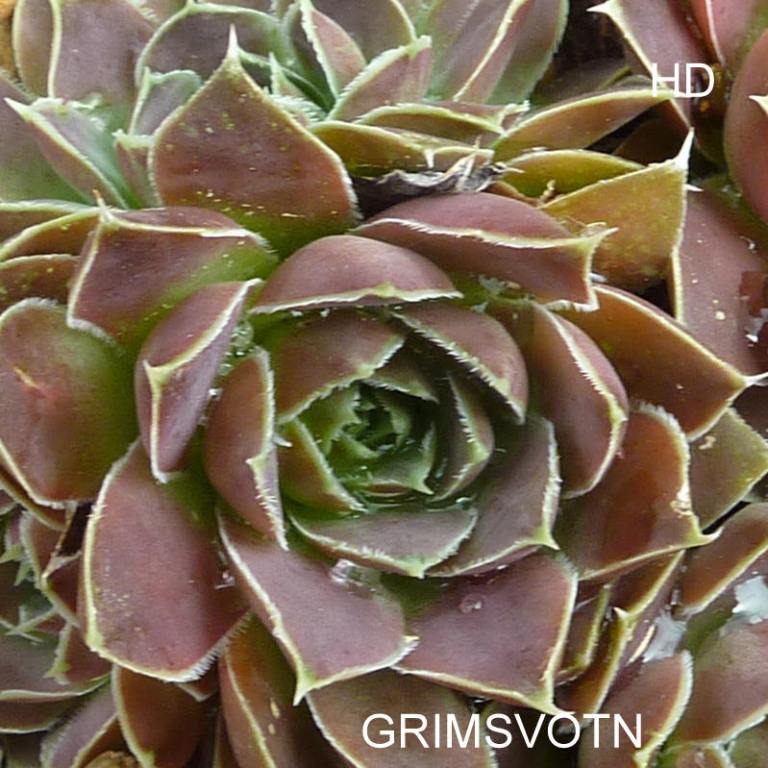 Grimsvotn / Jovi
