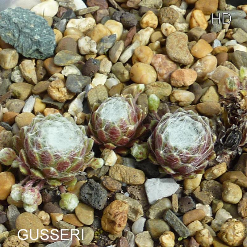 Gusseri