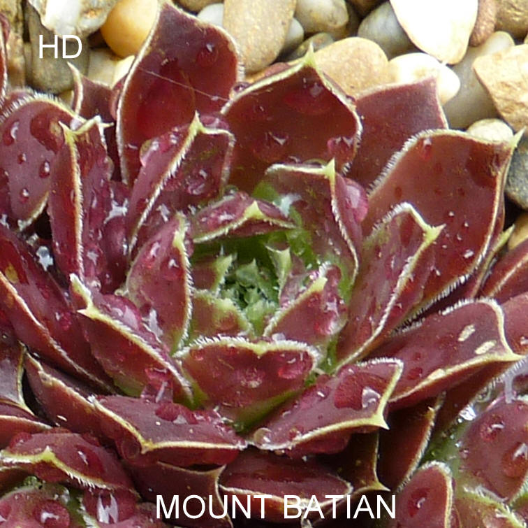 Mount Batian / Jovi