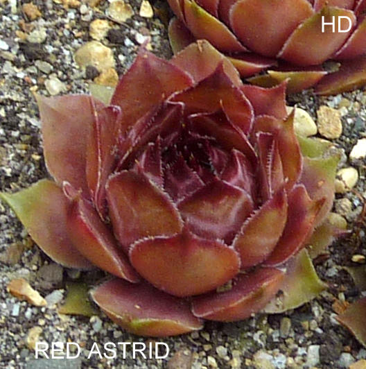 Red Astrid