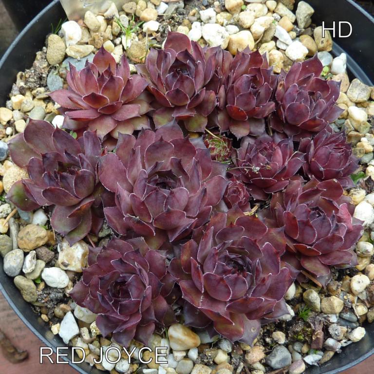 Red Joyce
