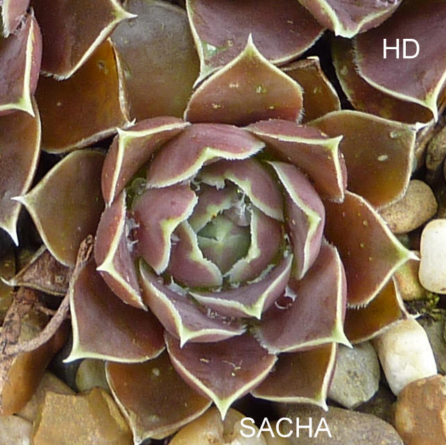 Sacha / Jovi
