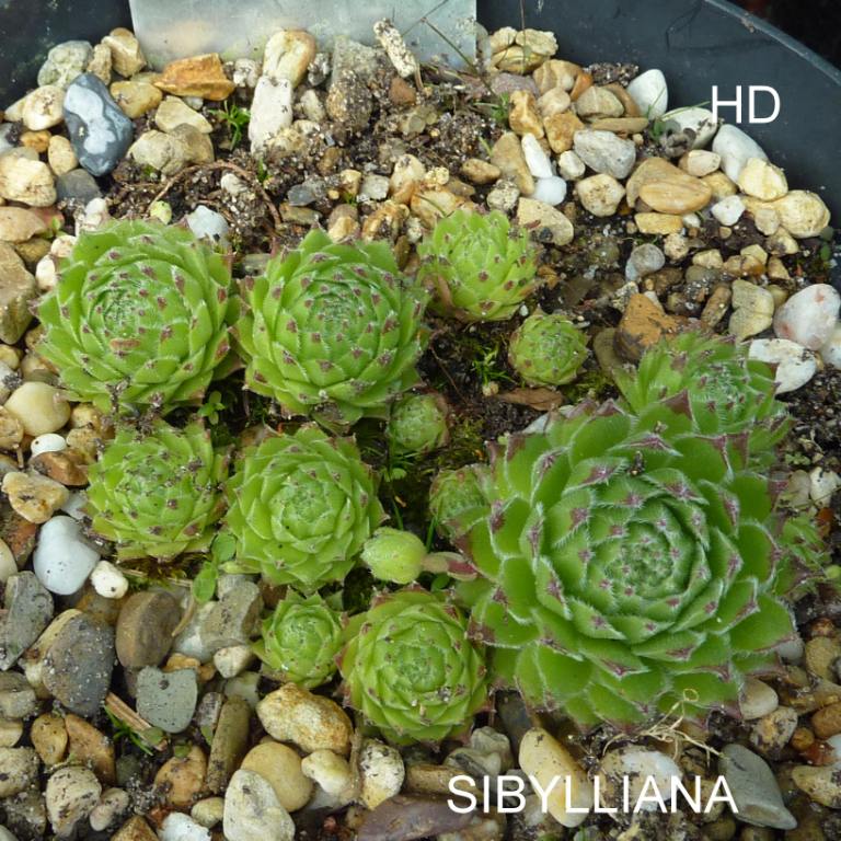 Sibyllina