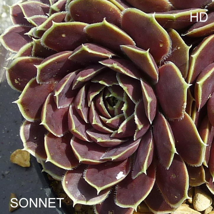 Sonnet / Jovi