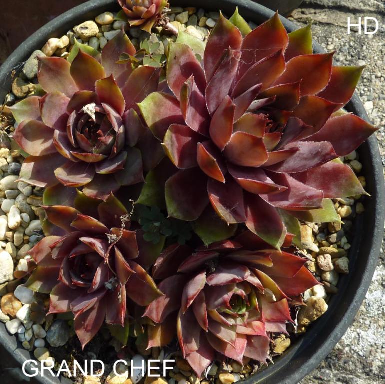 Grand Chef