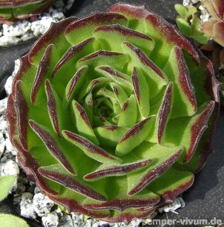 Green Fellow