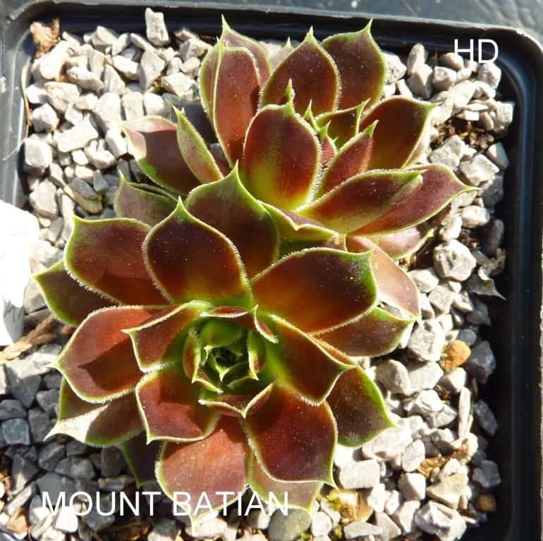 Mount Batian / Jovi