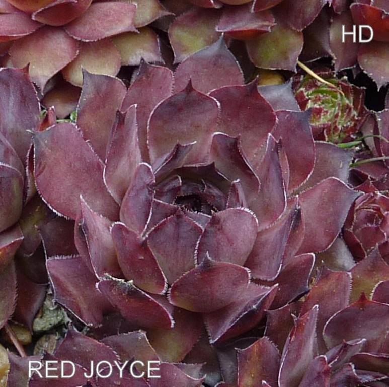 Red Joyce