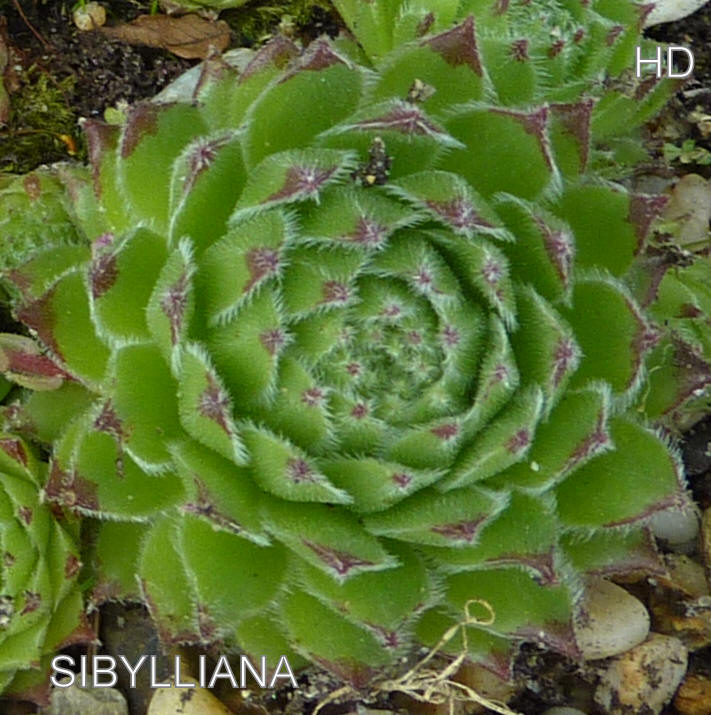Sibyllina