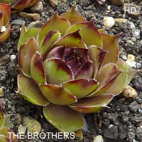 The Brothers