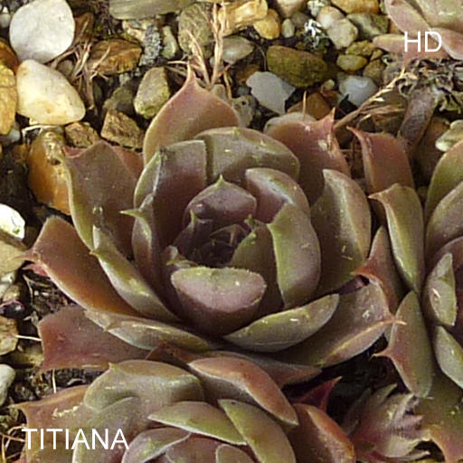 Titiana