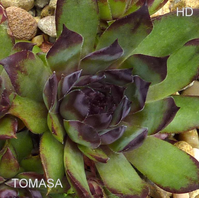 Tomasa