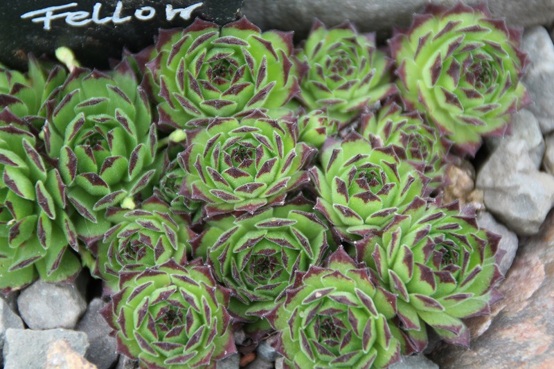 Green Fellow