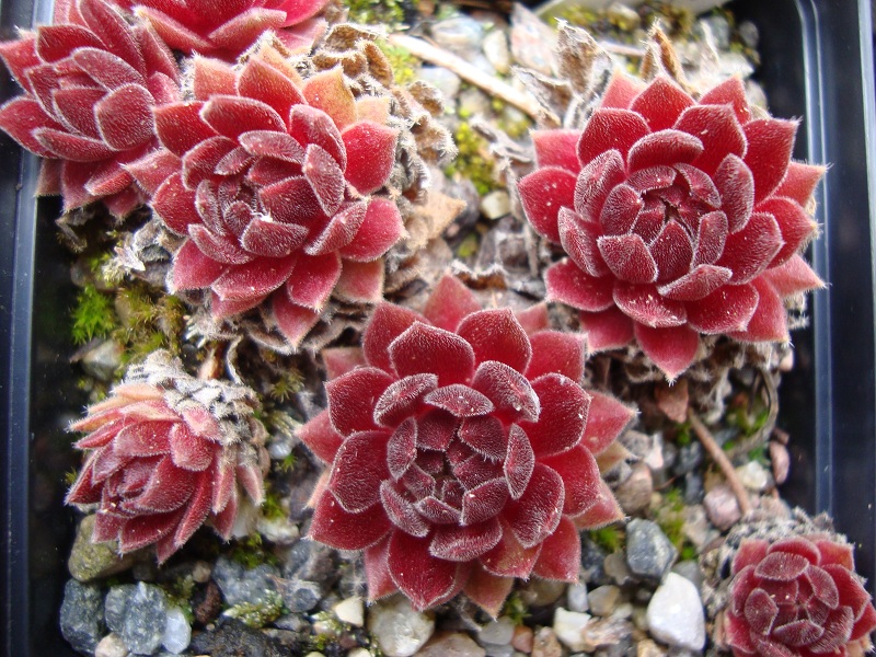 Terracotta Baby