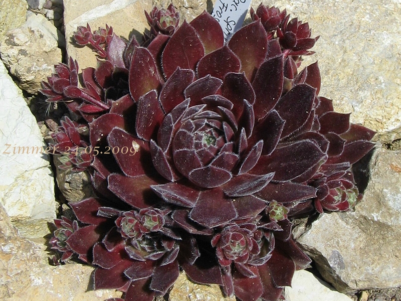Pacific Spring Frost