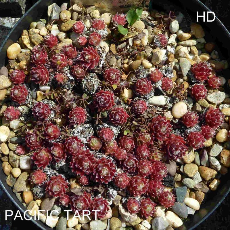 Pacific Tart