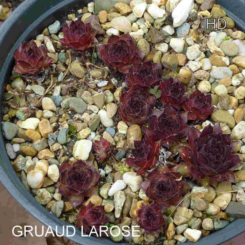 Gruaud Larose