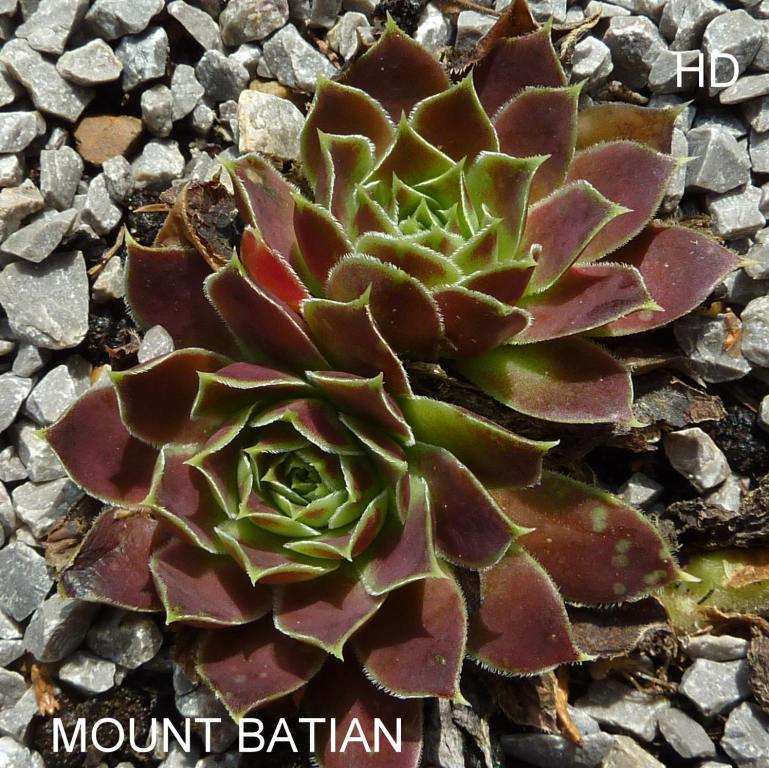 Mount Batian / Jovi
