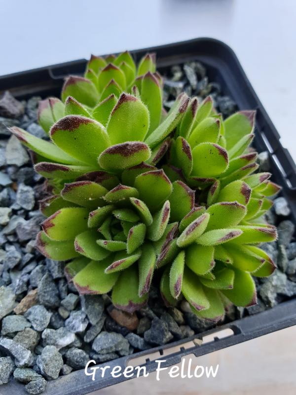 Green Fellow
