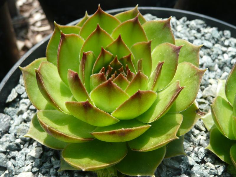 Speranza